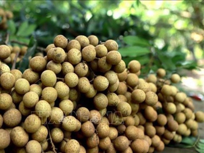 Vietnam steps up work to help longan enter Australian market