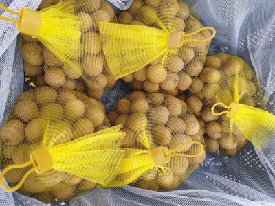 Hanois late-ripening longan exported to Australia