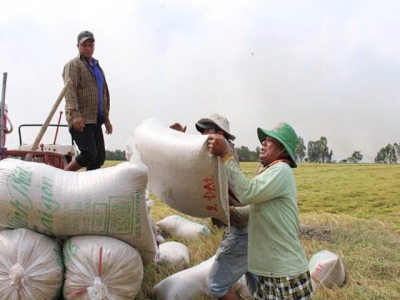 China no longer largest buyer of Vietnam rice