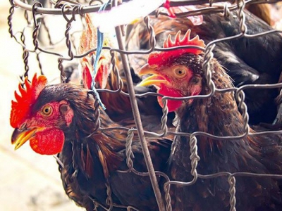 Farmers suffer as chicken prices drop to 10-year low