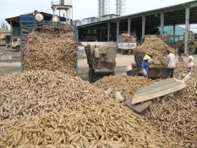 Cassava exports face fierce competition from Thailand