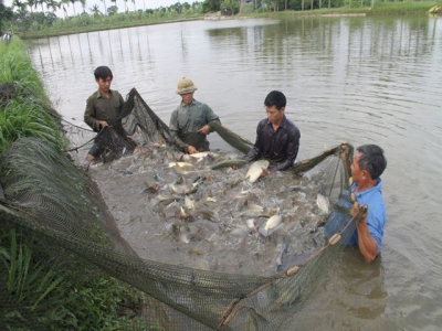 Bí quyết nuôi thuỷ sản xen ghép thu hàng trăm triệu/ha - Con lành thả trước, dữ dằn thả sau