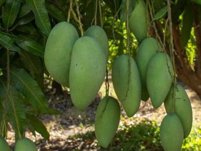 Vietnamese green mango exports to Australia double