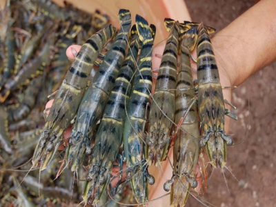 Exports of shrimp to the EU increased by 16% in August