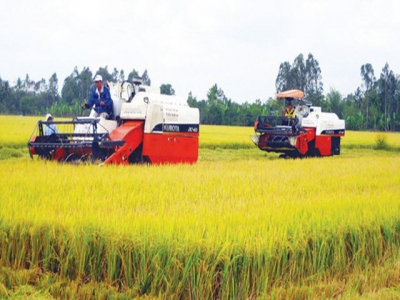 Opportunities for Vietnamese rice