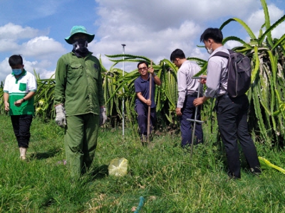 Loc Troi takes soil samples for project on Improving the quality of tropical fruits