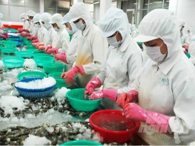 Seafood exports plummeted in the first half of August
