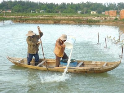 Responsible shrimp farming ensures favorable income in Binh Dinh