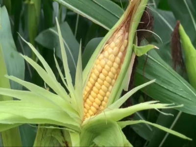 Loc Troi starts harvesting biomass corn