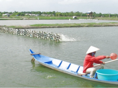 Promoting strength from brackish shrimp farming