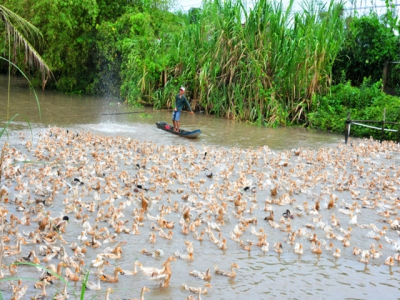 MARD helps connect farmers and consumers during social distancing