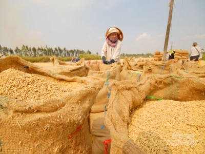 Rice price in the Mekong Delta has had its comeback