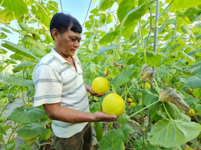 Become a millionaire thanks to the cutting-edge cantaloupe planting model