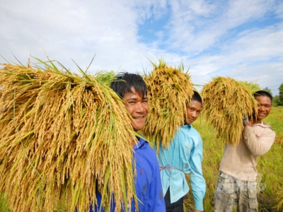 The professional farmer: What they own; how they work, think, steer and inspire?