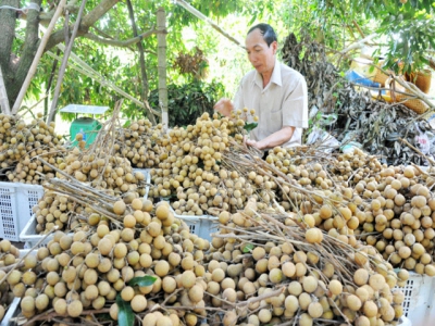 Struggling to find market for above 4,700 tons of longan