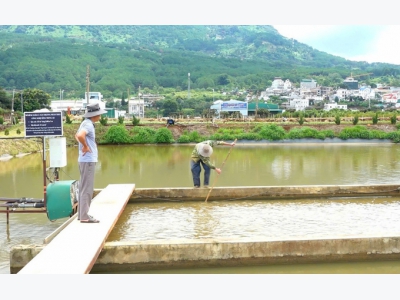 Công nghệ sông trong ao giúp nuôi cá tầm giảm phụ thuộc nước đầu nguồn