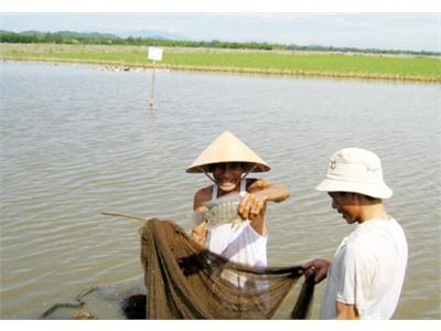 Nuôi Cá Rô Phi Đơn Tính Theo Hướng VietGap