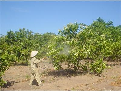 Chú Ý Bọ Đục Chồi Gây Hại Trên Cây Điều