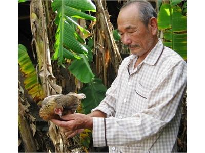 Lão Nông Thuần Hóa Thành Công Gà Rừng