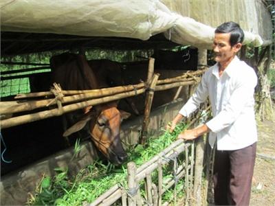 Cải Tạo Đàn Bò Địa Phương - Hướng Phát Triển Chăn Nuôi Bền Vững