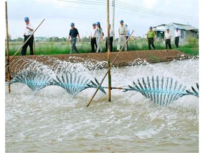 Kỹ Thuật PCR Cho Bệnh Cá Koi Và Bệnh Vi Khuẩn Trên Cá Rô Phi