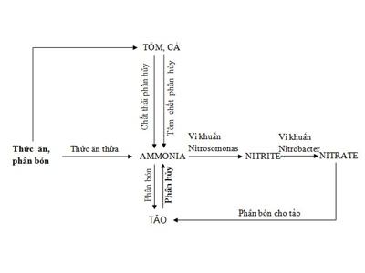 Kiểm Soát Ammonia Trong Ao Nuôi Tôm