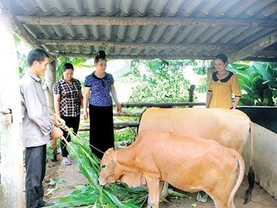 Sơn La Dự Trữ Thức Ăn, Phòng Chống Rét Cho Gia Súc