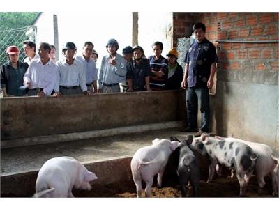 Mô Hình Chăn Nuôi Heo Trên Nền Đệm Lót Sinh Học Hiệu Quả Thiết Thực