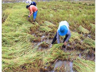 Mưa Dầm, Giá Công Cắt Lúa Tăng Cao