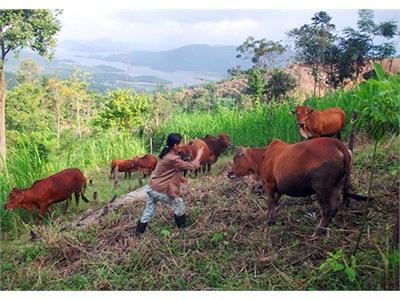 Nuôi Bò Trên Đất Khó