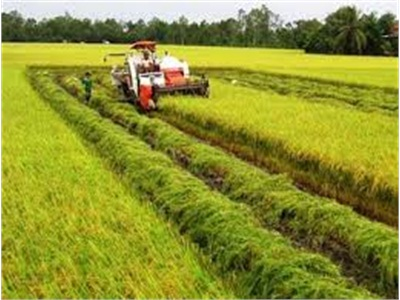 Long Hồ (Vĩnh Long) Sản Xuất 1.000ha Lúa Theo Mô Hình Cánh Đồng Mẫu Lớn