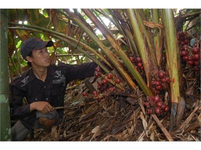 Khai Thác Cây Lâm Sản Ngoài Gỗ Gắn Phát Triển Với Bảo Tồn