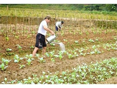 Bắc Quang, Giúp Nhà Nông Gắn Bó Cây Trồng Vụ Đông