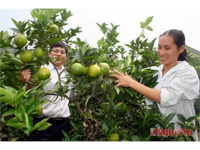 Trăn Trở Thương Hiệu Cam Yên Thành (Nghệ An)