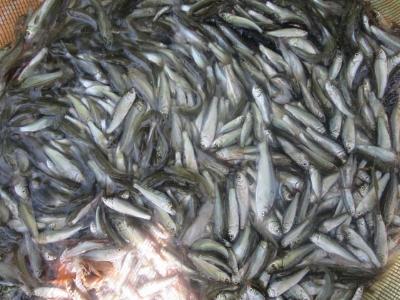 Chợ ngập cá linh cá cơm