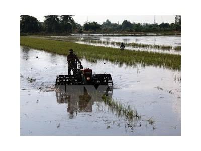 Gần 212.000 ha lúa Đông Xuân gieo sớm có thể gặp rủi ro