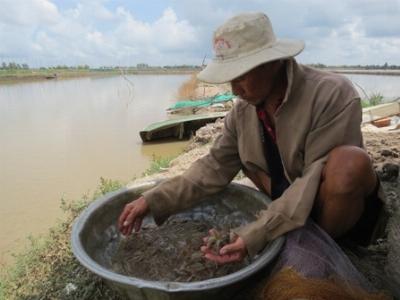 Gỡ khó cho vùng chuyên canh tôm càng xanh