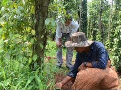 Hồ tiêu tăng nóng để ngành hồ tiêu phát triển bền vững