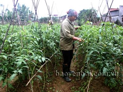 Kỹ thuật chăm sóc cây màu vụ đông