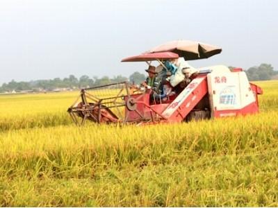 Năng suất lúa bình quân ở Phú Ninh đạt 58,35 tạ/ha