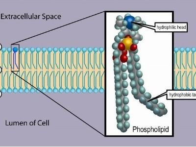 Nhu cầu Lipid của tôm thẻ chân trắng