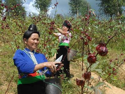 Nông dân lo lắng vì Hồng hoa rớt giá