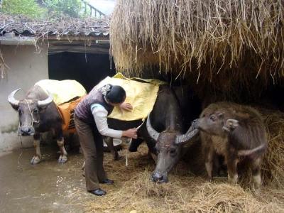 Phòng chống đói rét cho gia súc