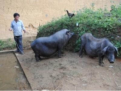 Si Ma Cai khó triển khai