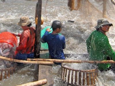 Thòng lọng mới với cá tra Việt Nam