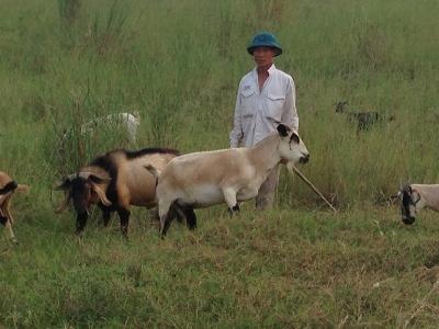 Tìm đầu ra cho nghề chăn nuôi động vật hoang dã