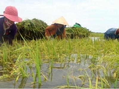 Làm giàu nhờ trồng lúa trên vùng ngập lũ