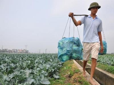 Trồng rau sạch, thu ngàn tỷ đồng