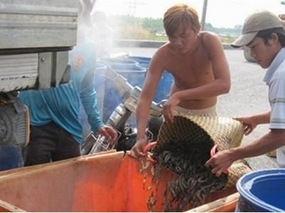 Trung Quốc điều khiển thị trường thủy sản Việt