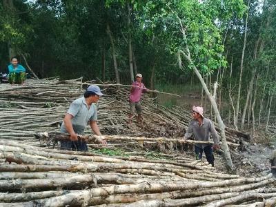 Yên tâm gắn bó với rừng tràm